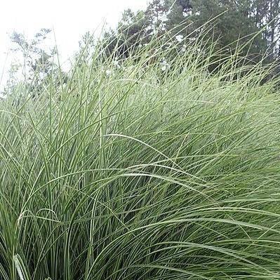 Morning Light Maiden Grass with white edged foliage and copper red plumes