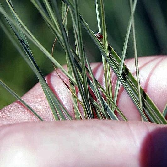 Morning Light Maiden Grass with white edged foliage and copper red plumes