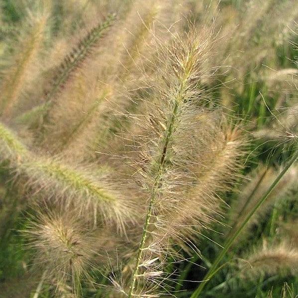 Morning Light Maiden Grass with white edged foliage and copper red plumes