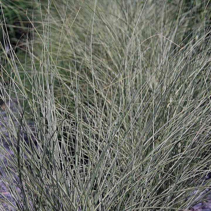 Morning Light Maiden Grass with white edged foliage and copper red plumes
