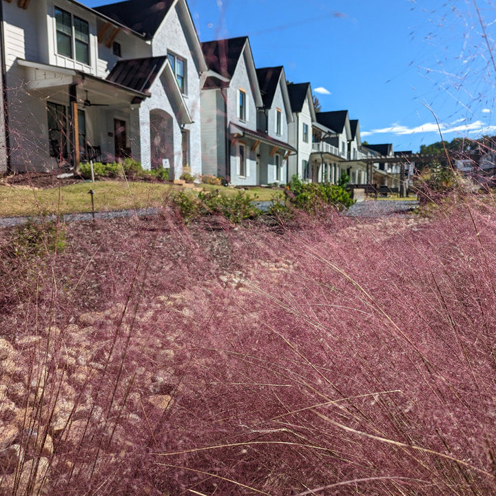 Pink Muhly Grass with fluffy pink plumes above green foliage