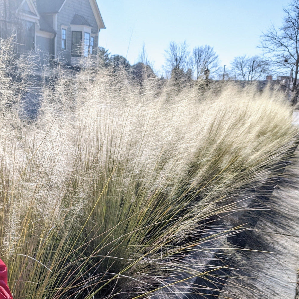White Cloud Muhly Grass with airy ivory plumes and blue green foliage