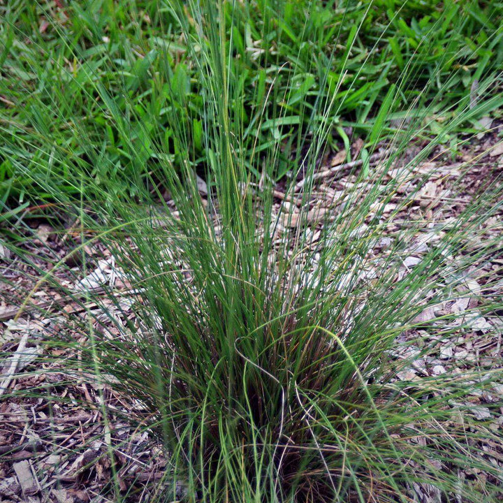 White Cloud Muhly Grass with airy ivory plumes and blue green foliage