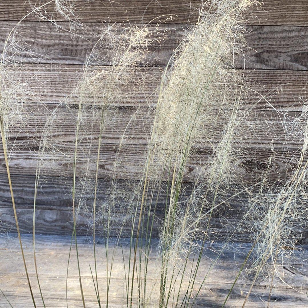 White Cloud Muhly Grass with airy ivory plumes and blue green foliage