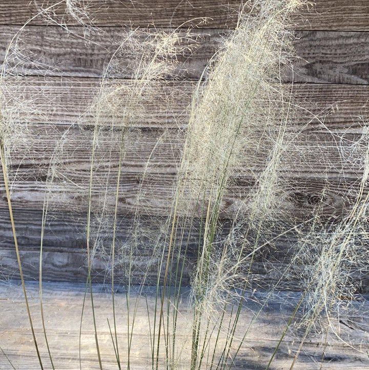 White Cloud Muhly Grass with airy ivory plumes and blue green foliage