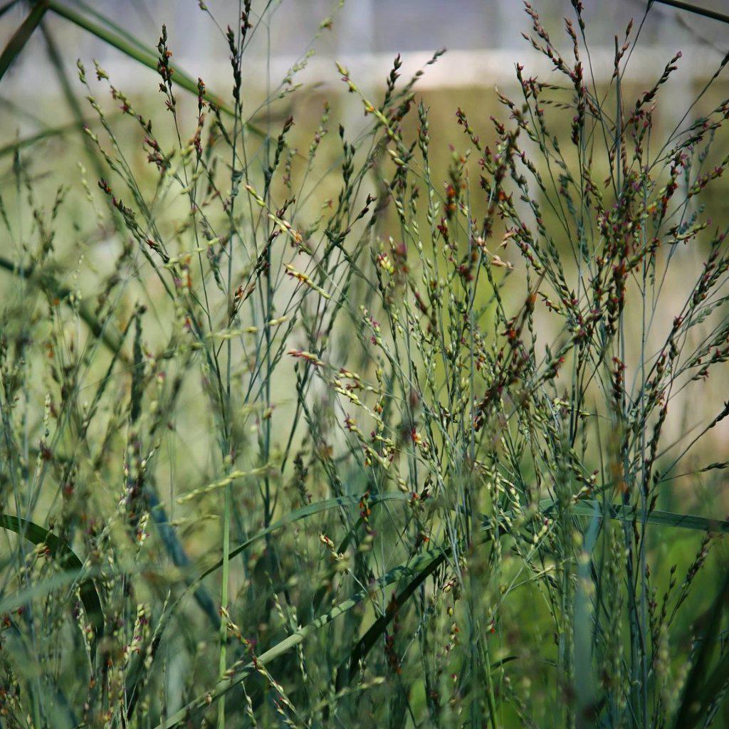 Heavy Metal Switch Grass with upright metallic blue foliage and pink flowers