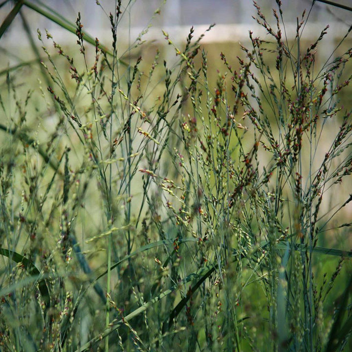 Heavy Metal Switch Grass with upright metallic blue foliage and pink flowers