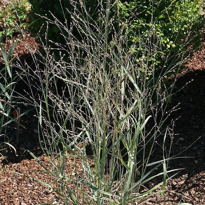 Heavy Metal Switch Grass with upright metallic blue foliage and pink flowers