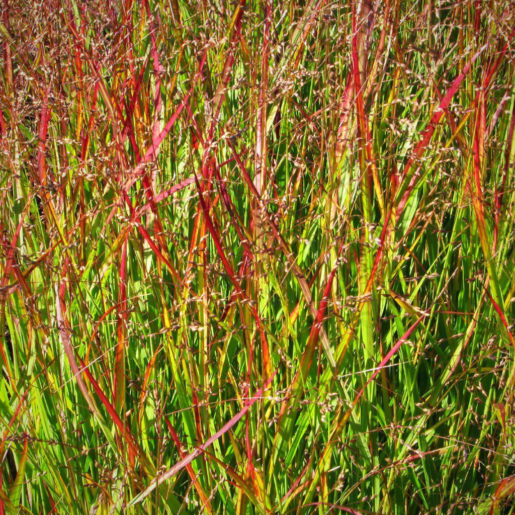 Shenandoah Switch Grass with red tipped foliage and pink flowers