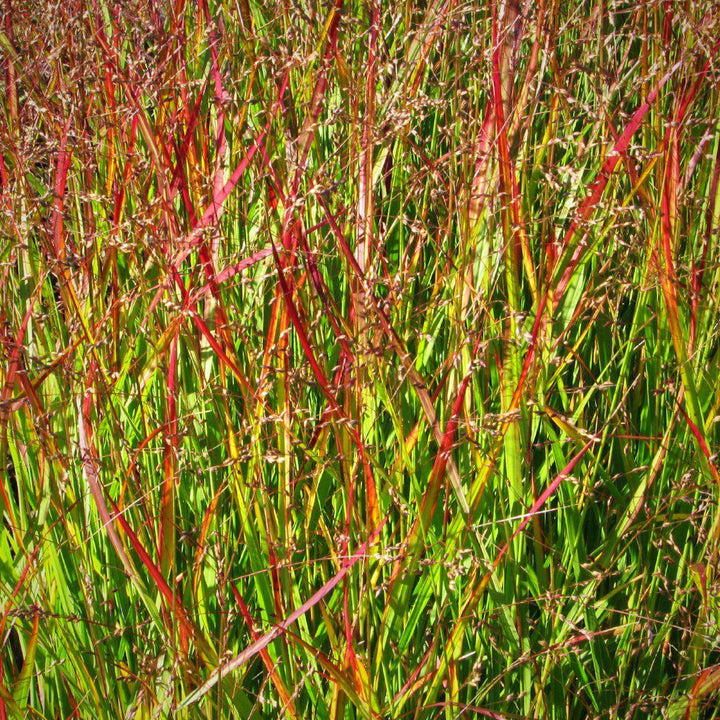 Shenandoah Switch Grass with red tipped foliage and pink flowers