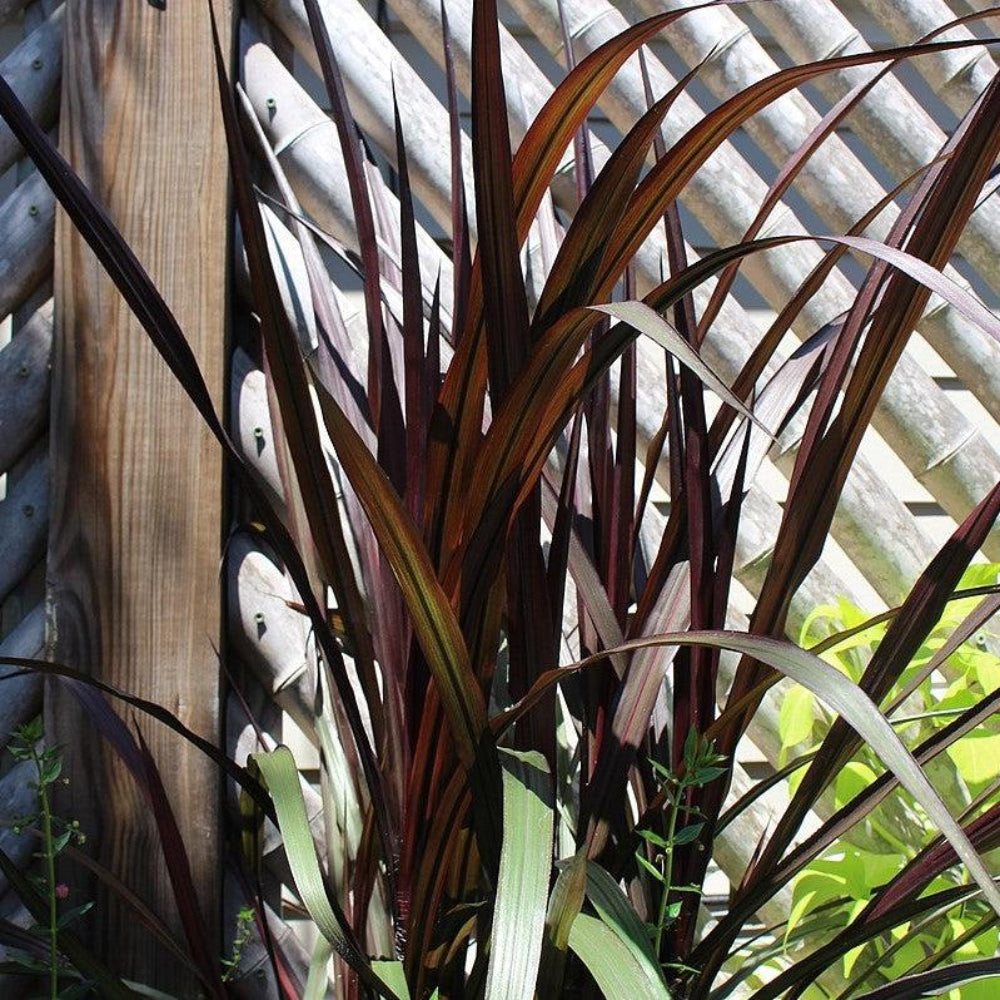 First Knight Napier Grass with near black purple foliage
