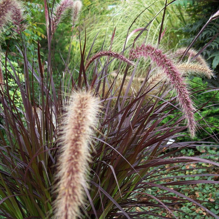 First Knight Napier Grass with near black purple foliage