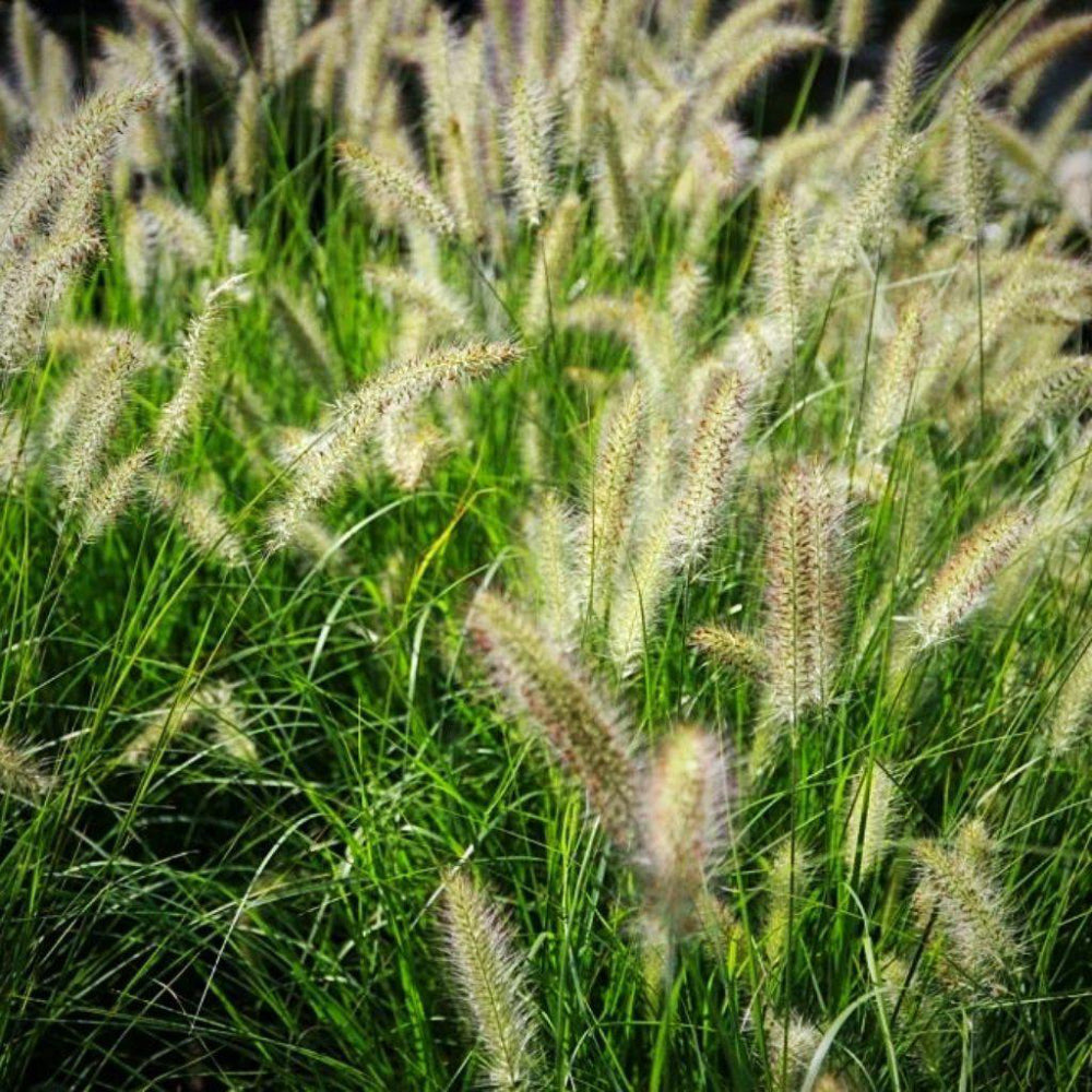 Hameln Fountain Grass with fluffy pink white flower spikes