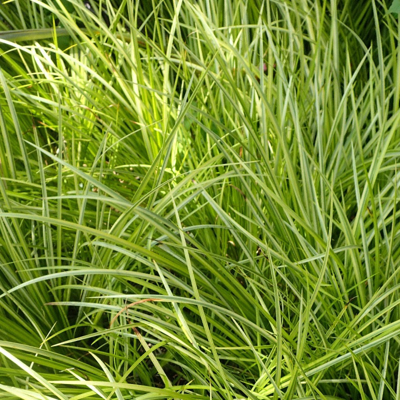 Acorus gramineus 'Oborozuki' (Oborozuki Sweet Flag) plant with characteristic foliage and flowers