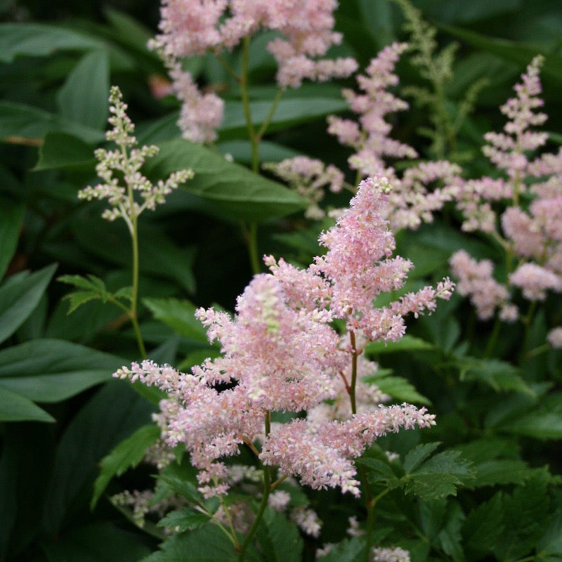 One-gallon Astilbe Europa plant with feathery pink flower plumes and lush green foliage, ideal for garden shade spots.