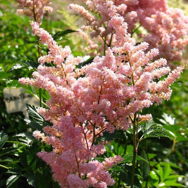 One-gallon Astilbe Europa plant with feathery pink flower plumes and lush green foliage, perfect for shady garden areas.