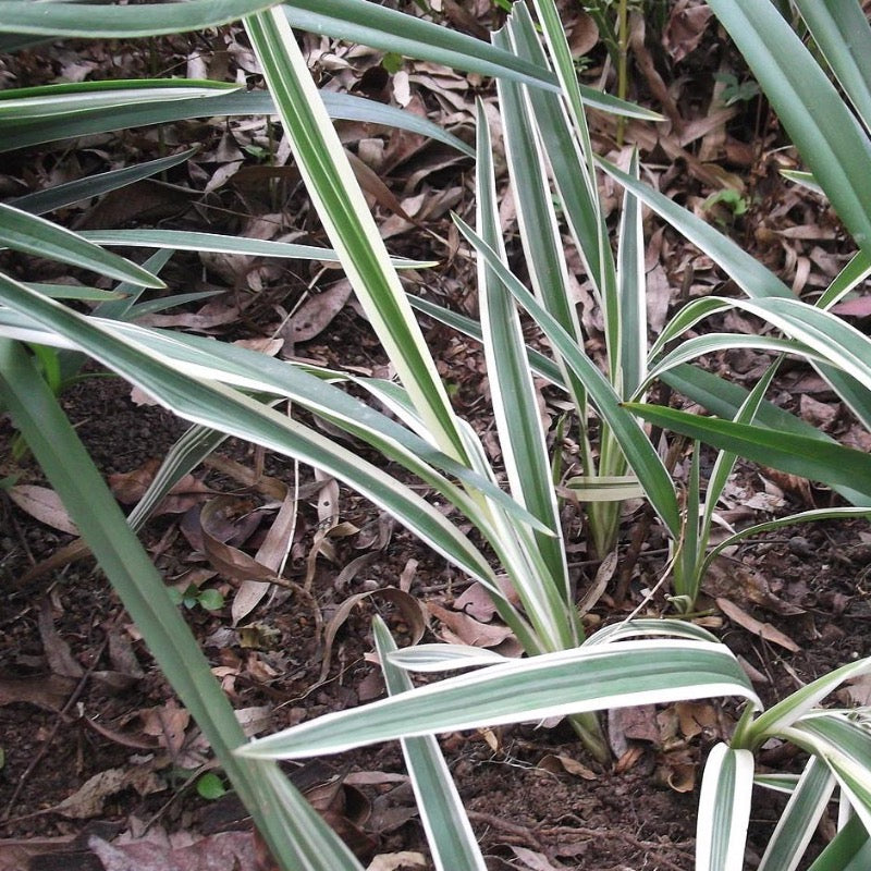 Variegated Flax Lily with creamy white and green striped foliage
