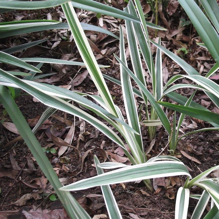 Variegated Flax Lily with creamy white and green striped foliage