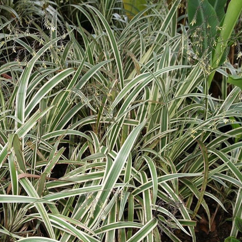 Variegated Flax Lily with creamy white and green striped foliage
