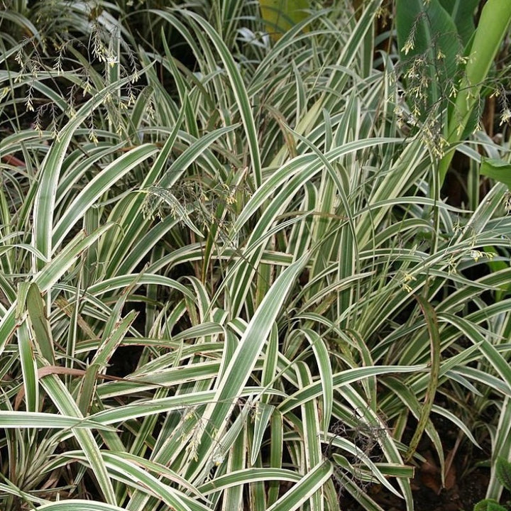Variegated Flax Lily with creamy white and green striped foliage