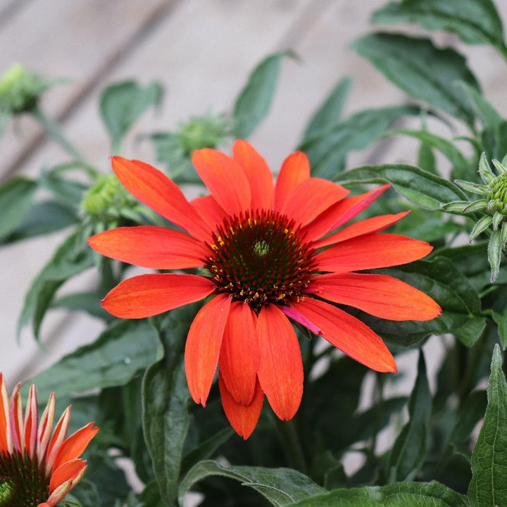 Cheyenne Spirit Coneflower with mixed orange red purple and yellow flowers