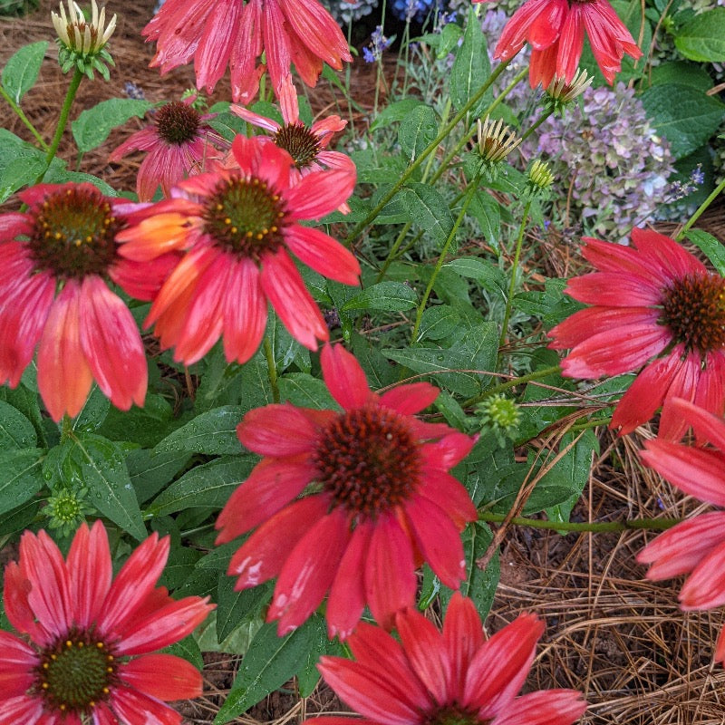 Cheyenne Spirit Coneflower with mixed orange red purple and yellow flowers