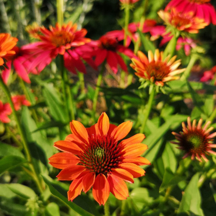 Cheyenne Spirit Coneflower with mixed orange red purple and yellow flowers