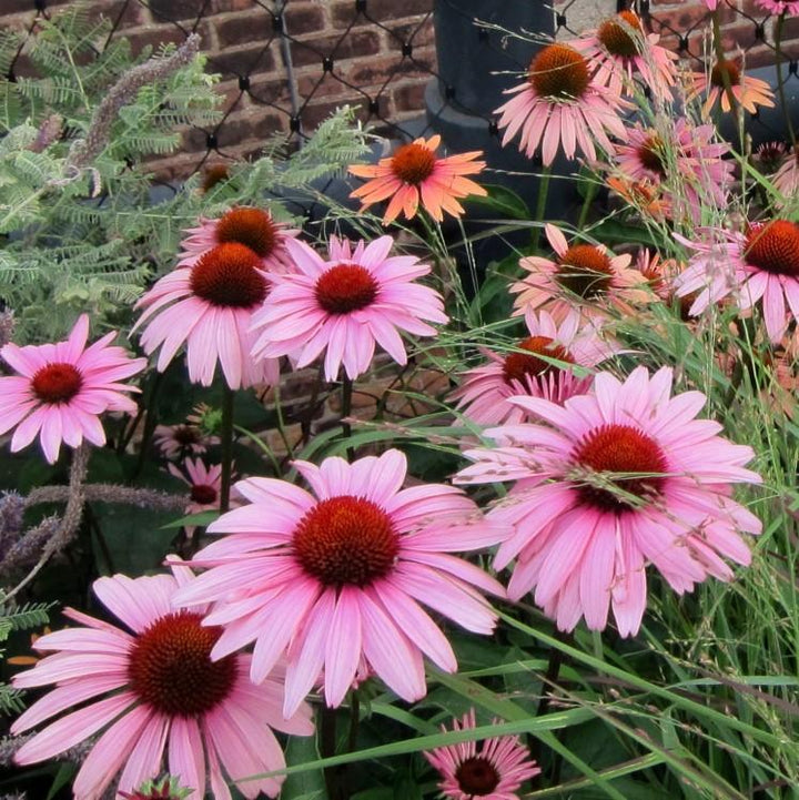 Magnus Coneflower with large rose purple flowers and bronze cones
