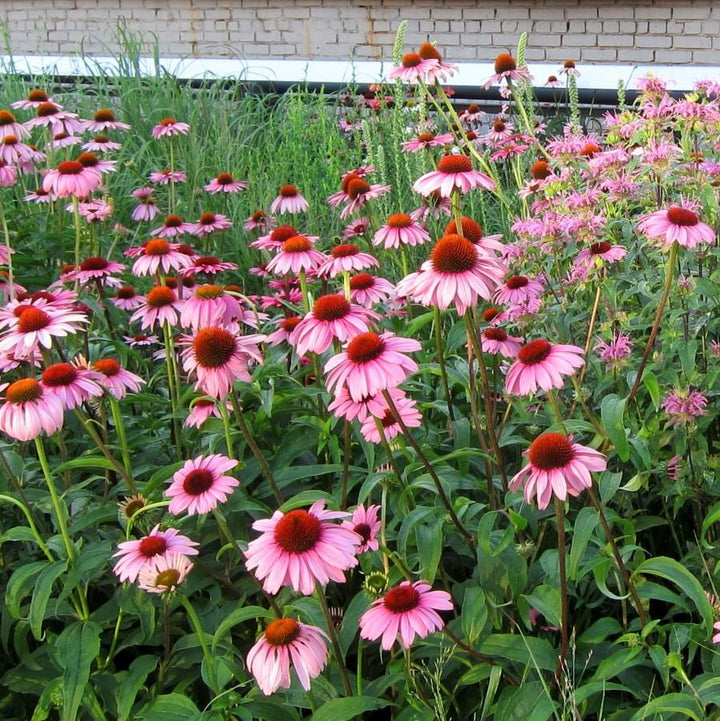 Magnus Coneflower with large rose purple flowers and bronze cones