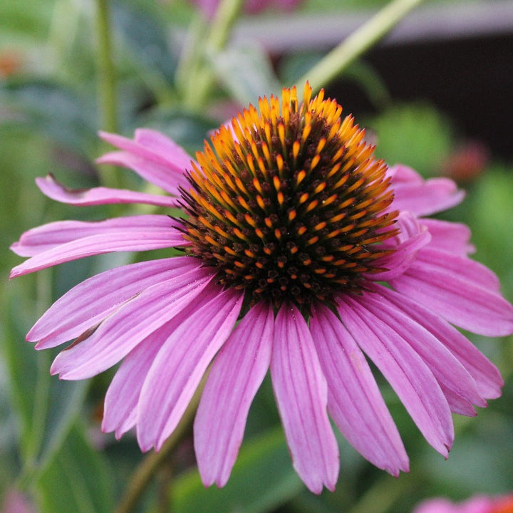Magnus Coneflower with large rose purple flowers and bronze cones