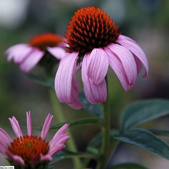 Magnus Coneflower with large rose purple flowers and bronze cones