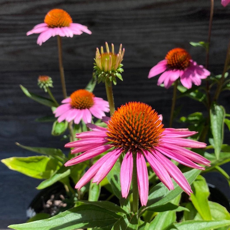 Magnus Coneflower with large rose purple flowers and bronze cones
