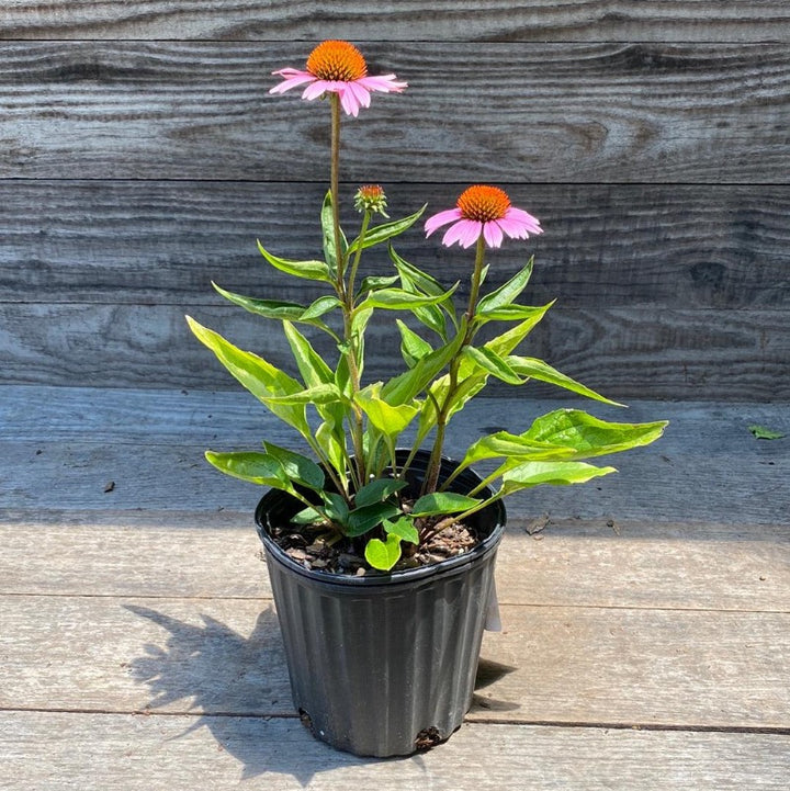 Magnus Coneflower with large rose purple flowers and bronze cones