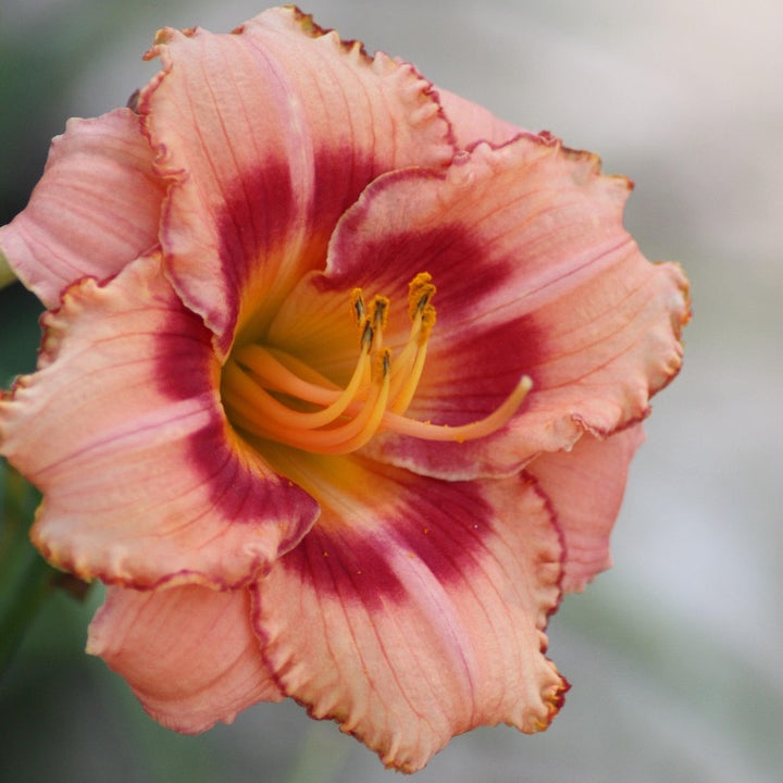 Bahama Pink Sky Daylily with soft pink flowers