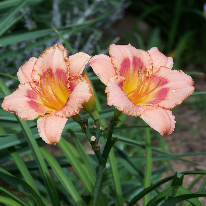 Bahama Pink Sky Daylily with soft pink flowers