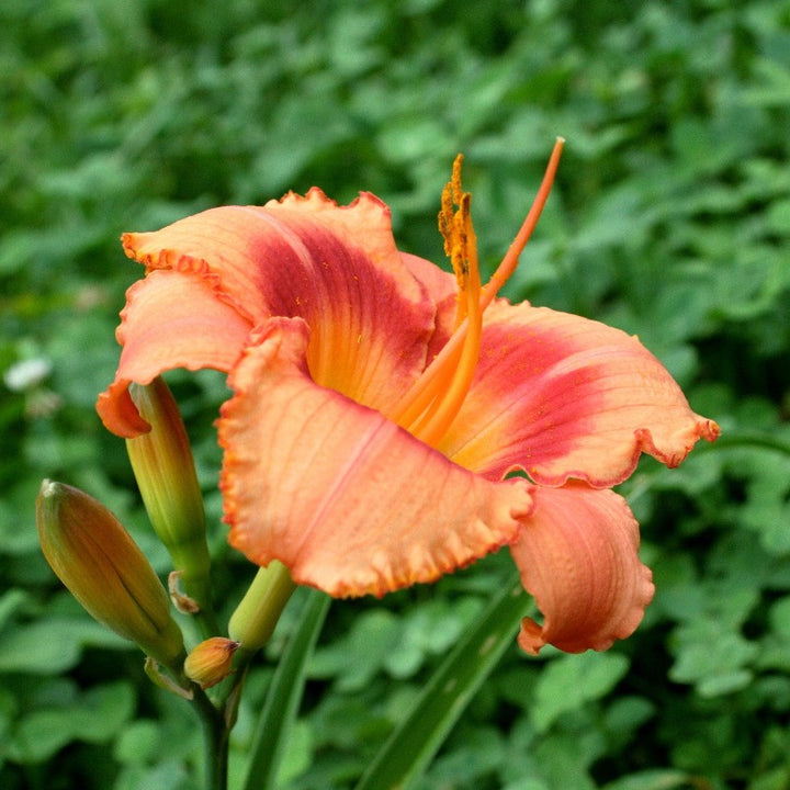Bahama Pink Sky Daylily with soft pink flowers