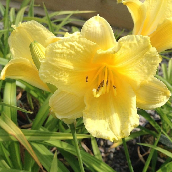 Happy Returns Daylily with fragrant lemon yellow flowers