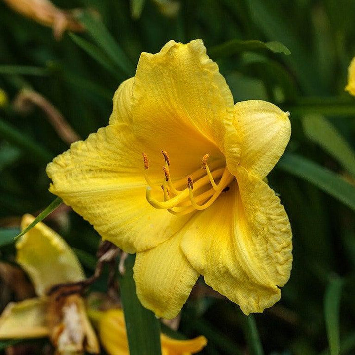 Happy Returns Daylily with fragrant lemon yellow flowers
