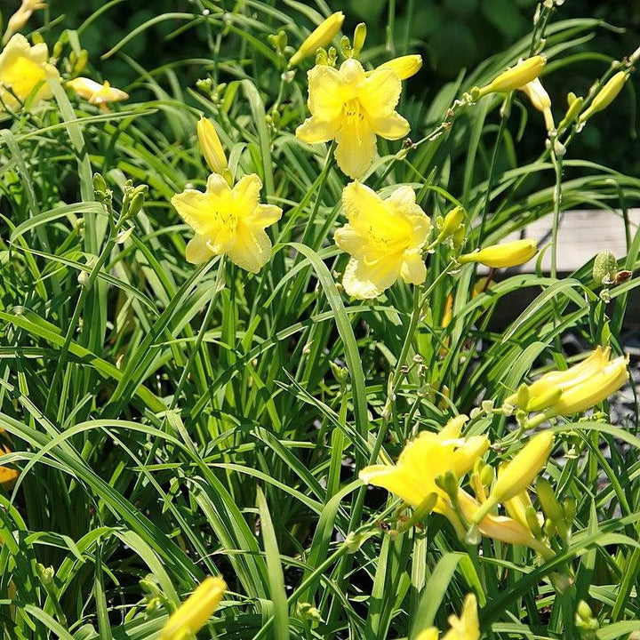 Happy Returns Daylily with fragrant lemon yellow flowers