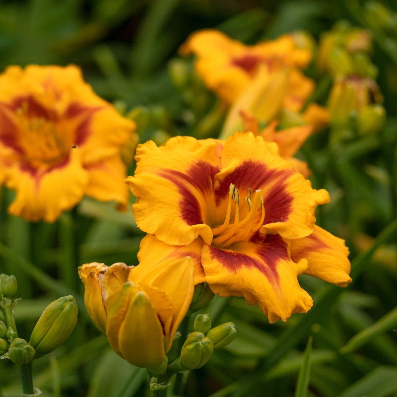 Bright orange Hemerocallis Island Bonfire perennial plant in a 1-gallon pot, showcasing vibrant blooms on tall flower stalks.