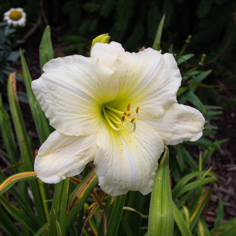 Joan Senior Daylily with creamy white flowers and yellow throats