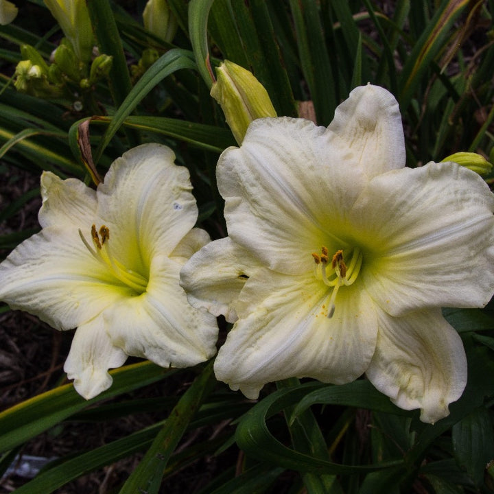 Joan Senior Daylily with creamy white flowers and yellow throats
