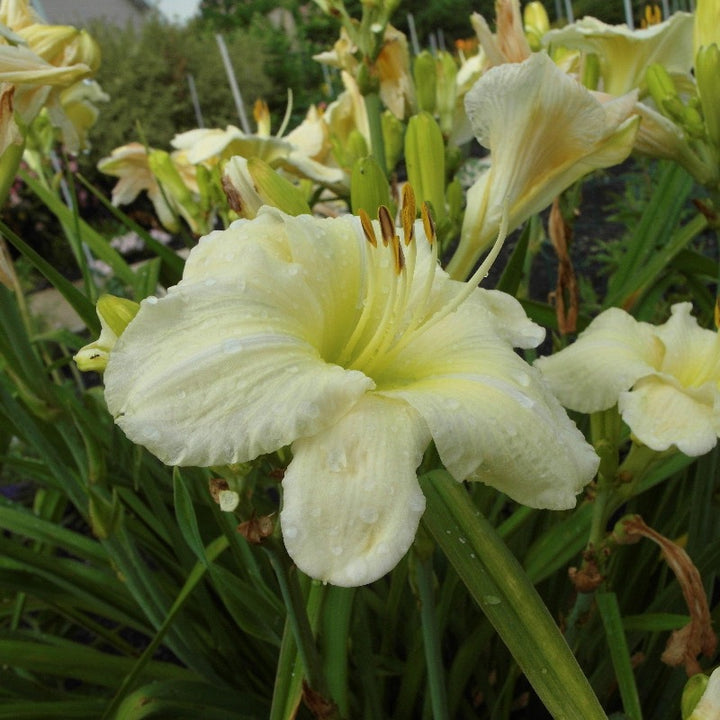Joan Senior Daylily with creamy white flowers and yellow throats