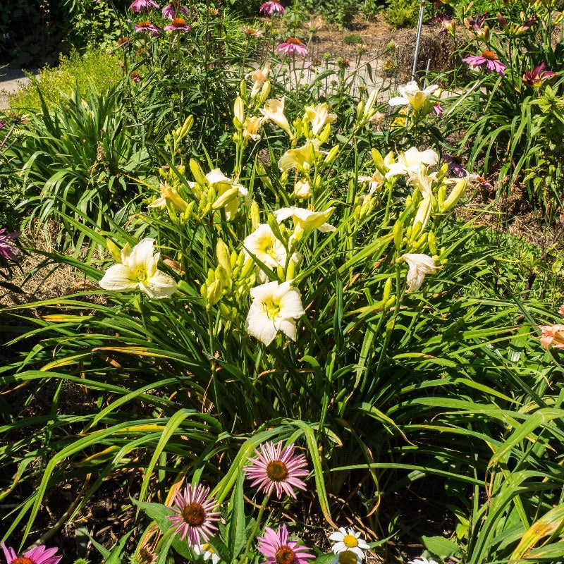 Joan Senior Daylily with creamy white flowers and yellow throats