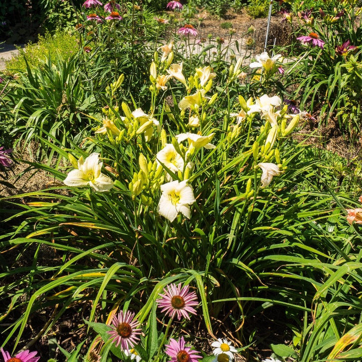 Joan Senior Daylily with creamy white flowers and yellow throats