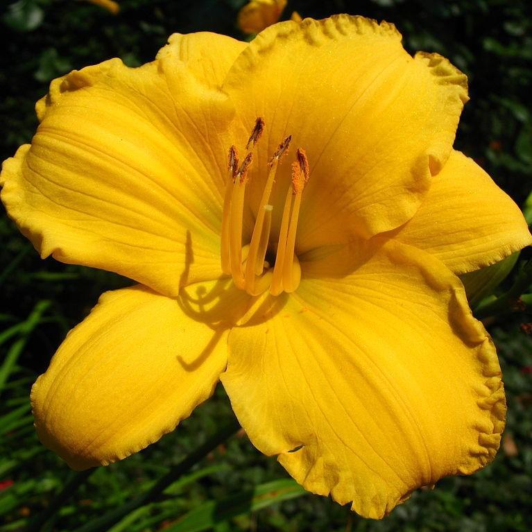 Key Largo Moon Daylily with warm yellow flowers