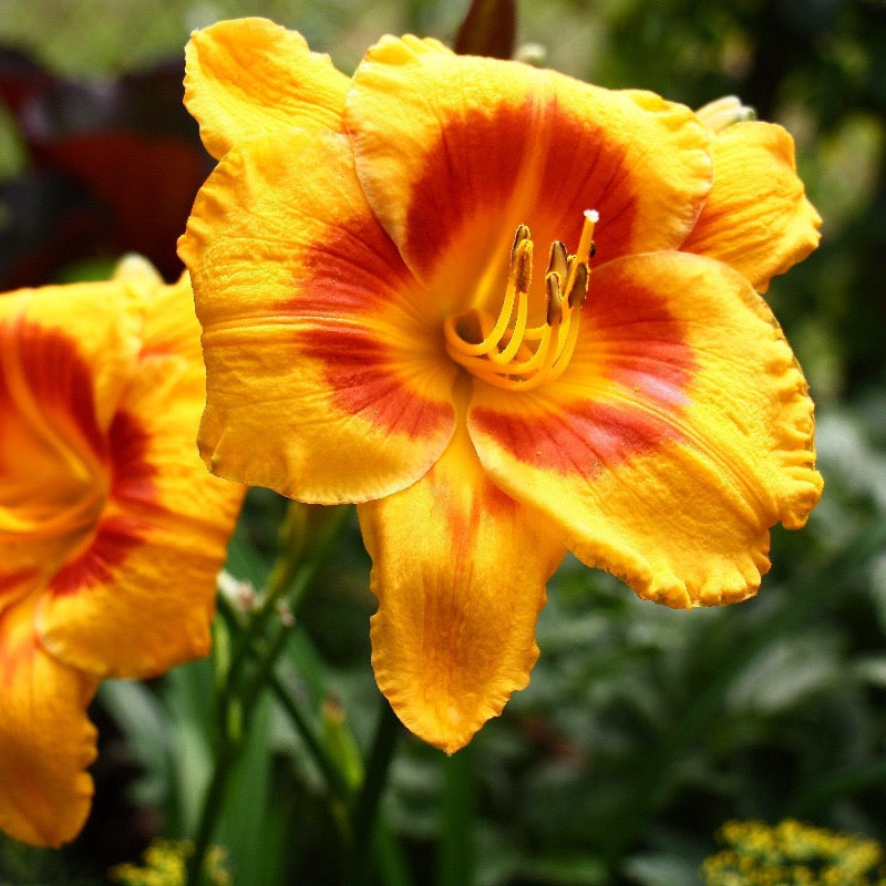 Kokomo Sunset Daylily with warm yellow sunset colored flowers