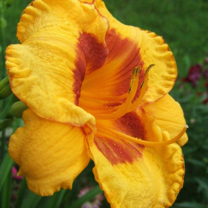 Kokomo Sunset Daylily with warm yellow sunset colored flowers
