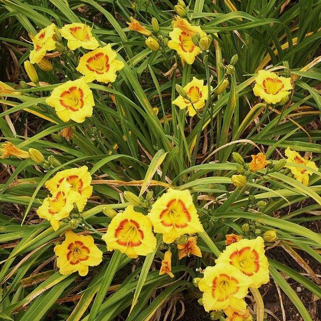Kokomo Sunset Daylily with warm yellow sunset colored flowers