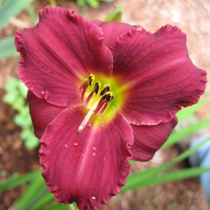 Pardon Me Daylily with cranberry red flowers and yellow green throats